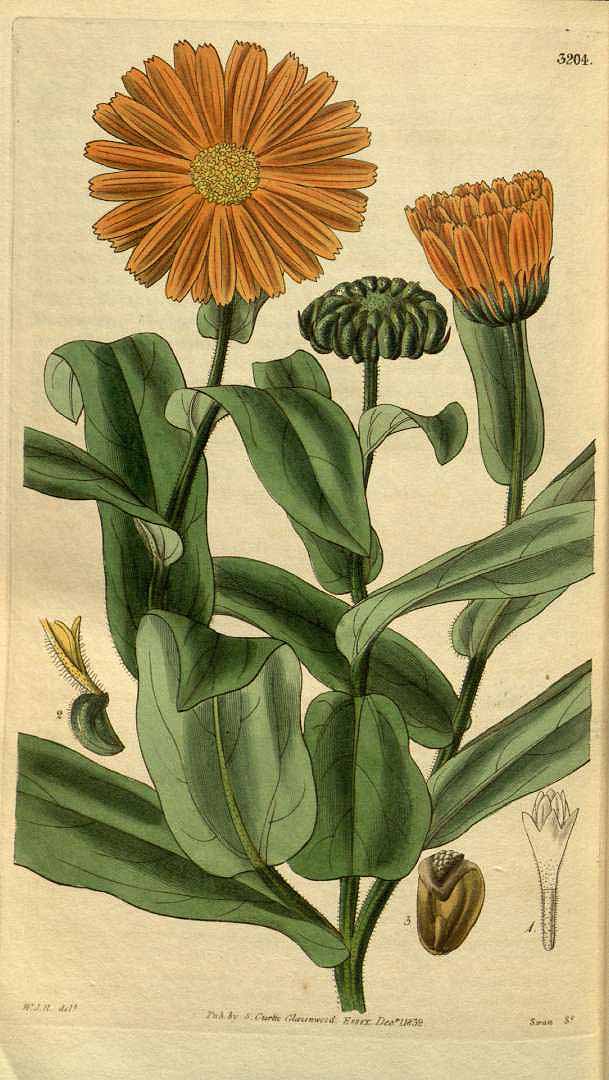 Illustration Calendula officinalis, Par Curtis´s Botanical Magazine (vol. 59 [ser. 2, vol. 6]: t. 3204, 1832) [W.J.H.], via plantillustrations 