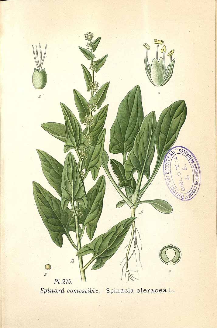 Illustration Spinacia oleracea, Par Masclef, A., Atlas des plantes de France (1890-1893) Atlas Pl. France vol. 3 (1893) t. 275, via plantillustrations 