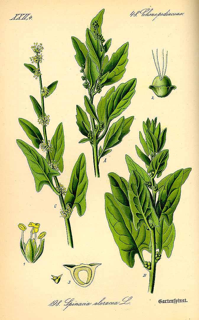 Illustration Spinacia oleracea, Par Thomé, O.W., Flora von Deutschland Österreich und der Schweiz (1886-1889) Fl. Deutschl. vol. 2 (1885) t. 198, via plantillustrations 