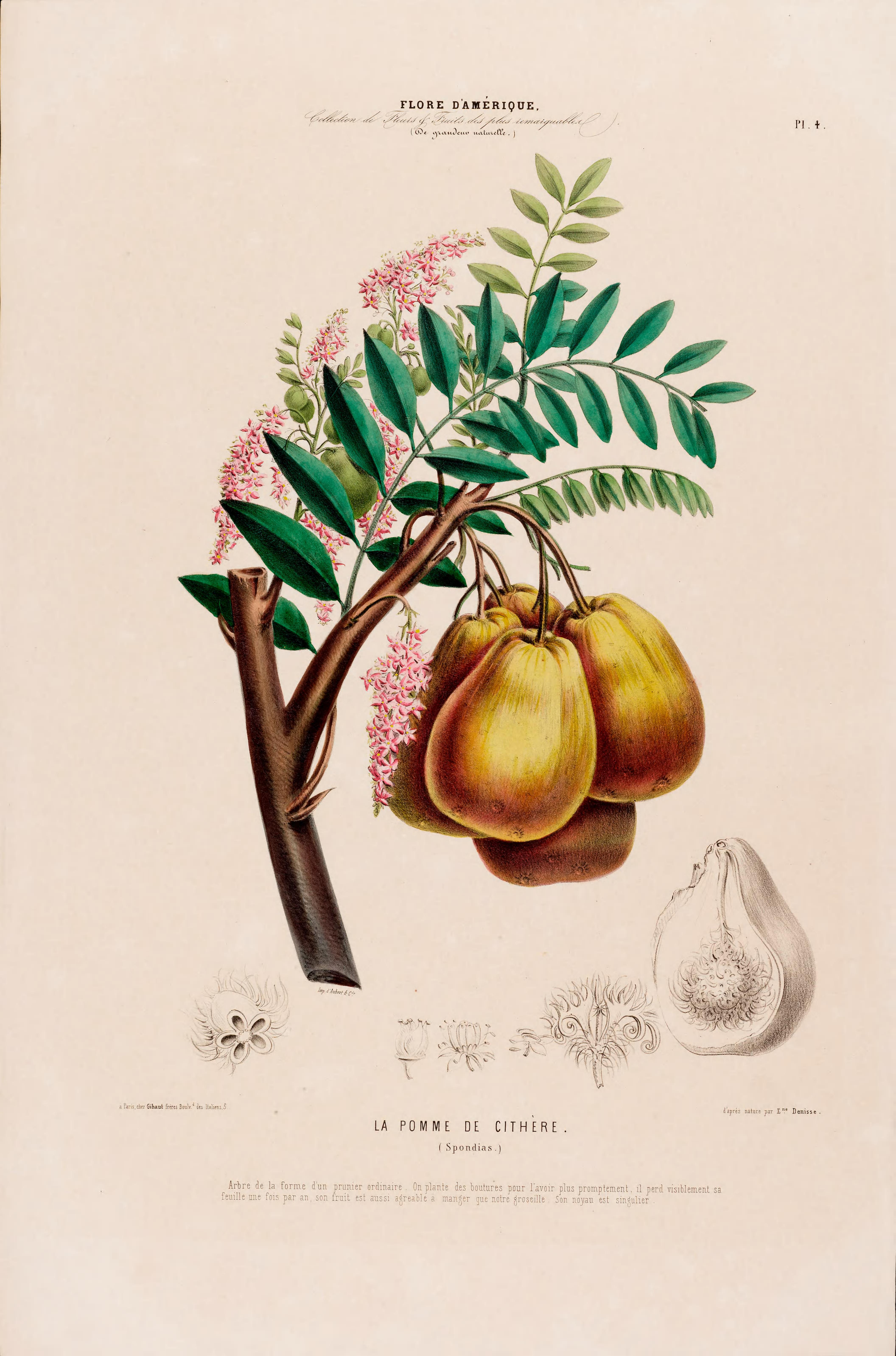 Illustration Spondias mombin, Par Denisse, E., Flore dAmérique (1843-1846) Fl. Amérique t. 4, via plantillustrations 