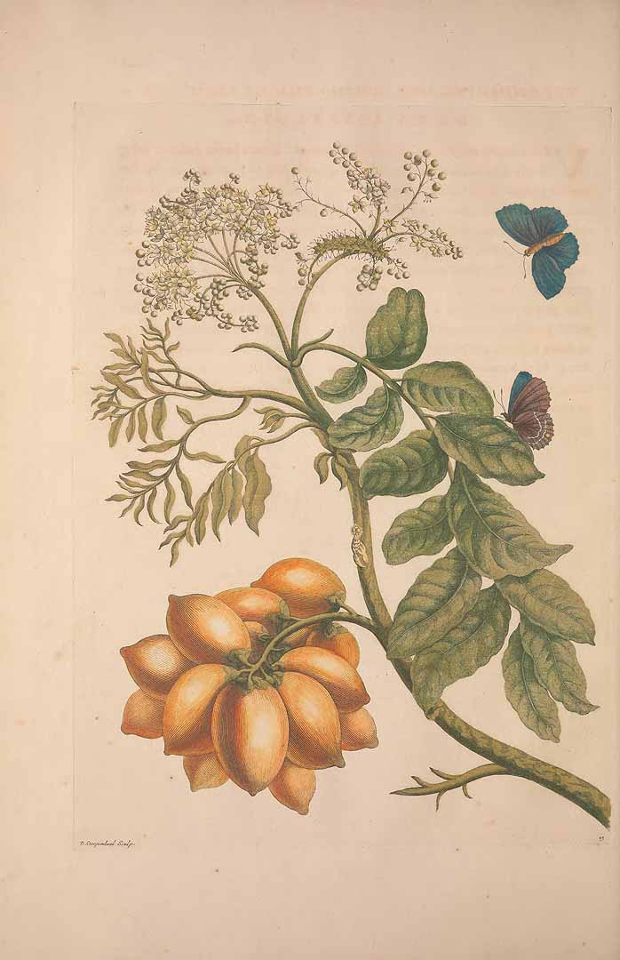 Illustration Spondias mombin, Par Merian, M.S., metamorphosibus insectorum Surinamensium, of te verandering der Surinaamsche insecten (1714)  t. 13, via plantillustrations 