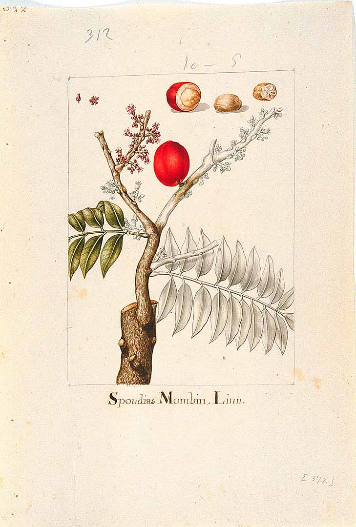 Illustration Spondias mombin, Par Sessé, M., Mociño, M., Drawings from the Spanish Royal Expedition to New Spain (17871803) (1787-1803) Draw. Roy. Exped. New Spain (1787), via plantillustrations 
