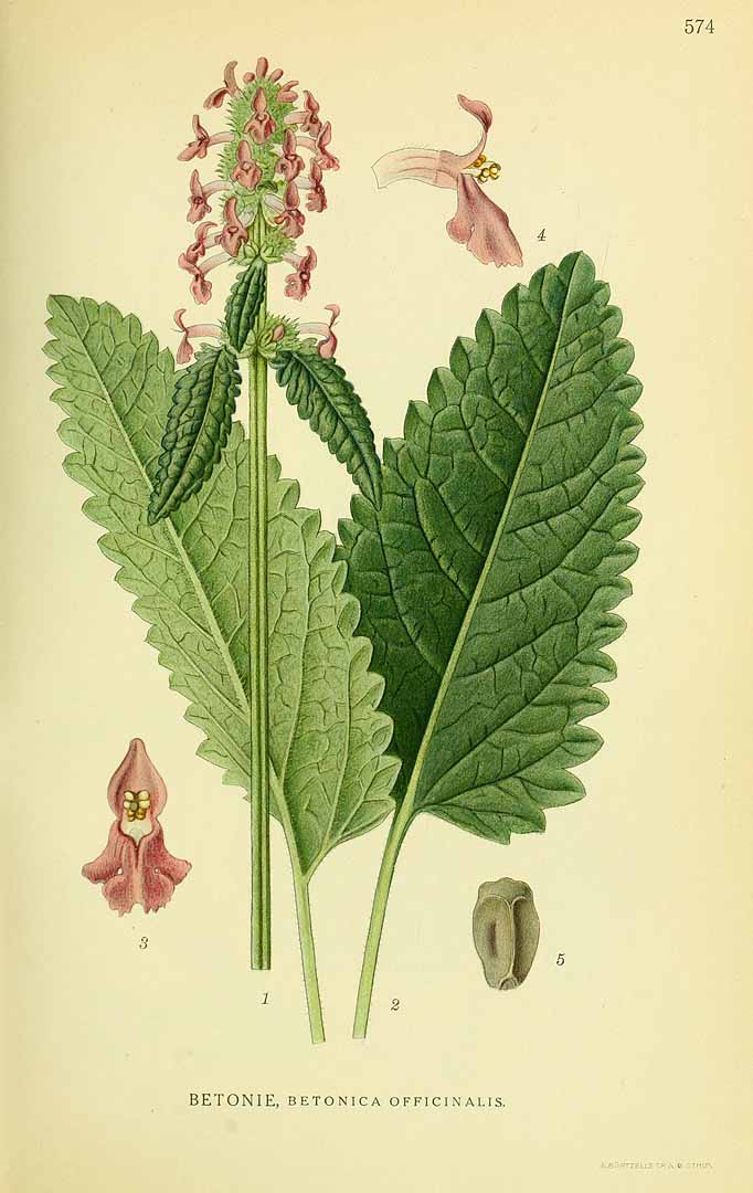 Illustration Stachys officinalis, Par Lindman, C.A.M., Bilder ur Nordens Flora Bilder Nordens Fl. vol. 3 (1922) t. 574, via plantillustrations 