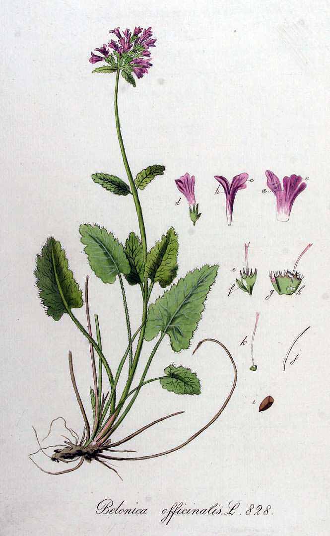 Illustration Stachys officinalis, Par Kops, J., Flora Batava (1800-1934) Fl. Bat. vol. 11 (1853) t. 828, via plantillustrations 