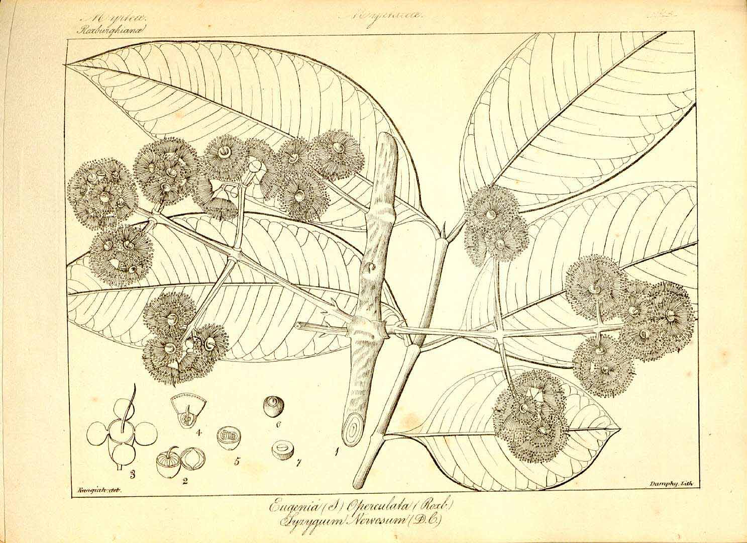 Illustration Syzygium nervosum, Par Wig