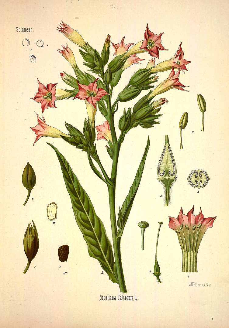 Illustration Nicotiana tabacum, Par Ko?hler, F.E., Ko?hler?s Medizinal Pflanzen (1883-1914) Med.-Pfl. vol. 1 (1887), via plantillustrations 