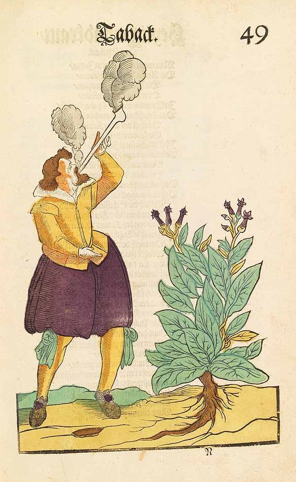 Illustration Nicotiana tabacum, Par Vo?ller [Voeller] von Gellhausen, U., Florilegium, Das ist ein Blumenbuch (1616)  t. 49, via plantillustrations 