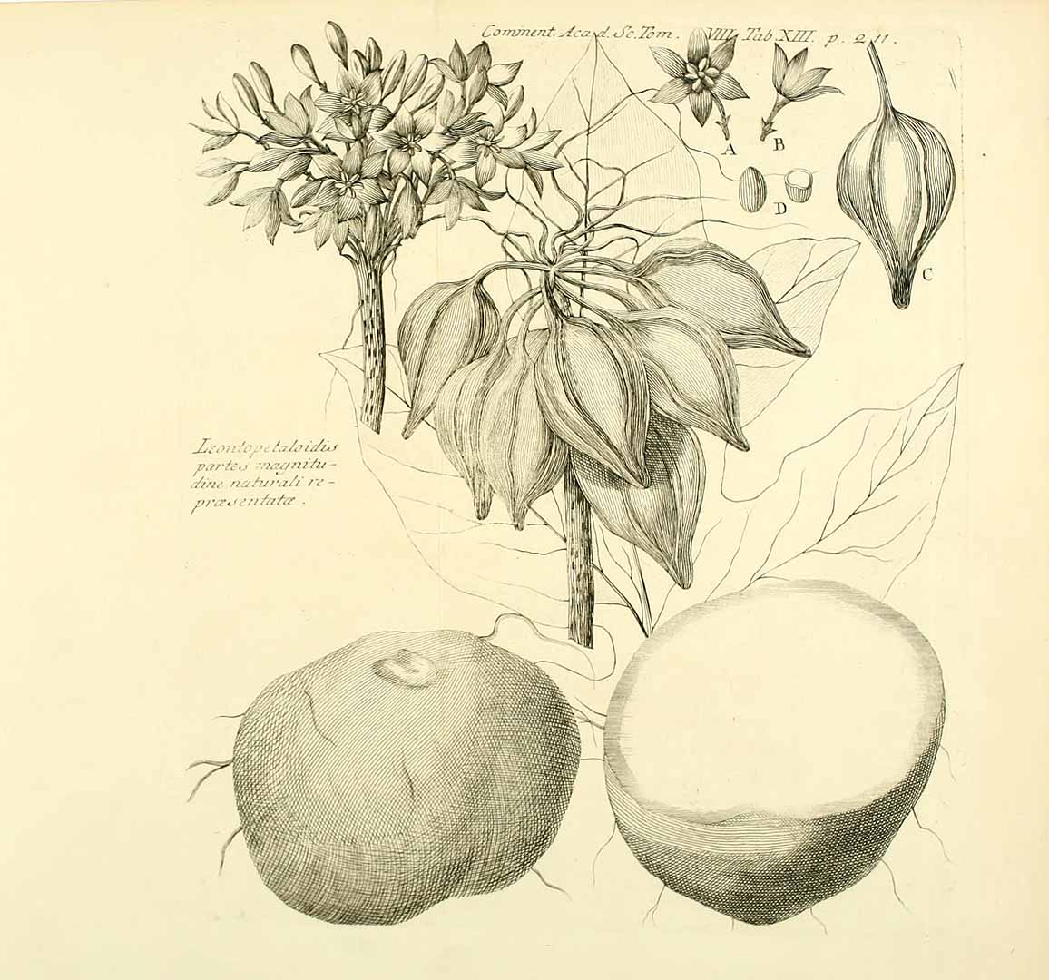 Illustration Tacca leontopetaloides, Par Commentarii Academiae Scientiarum Imperialis Petropolitanae (1726-1746) Comment. Acad. Sci. Imp. Petrop. vol. 8 t. 13, via plantillustrations 