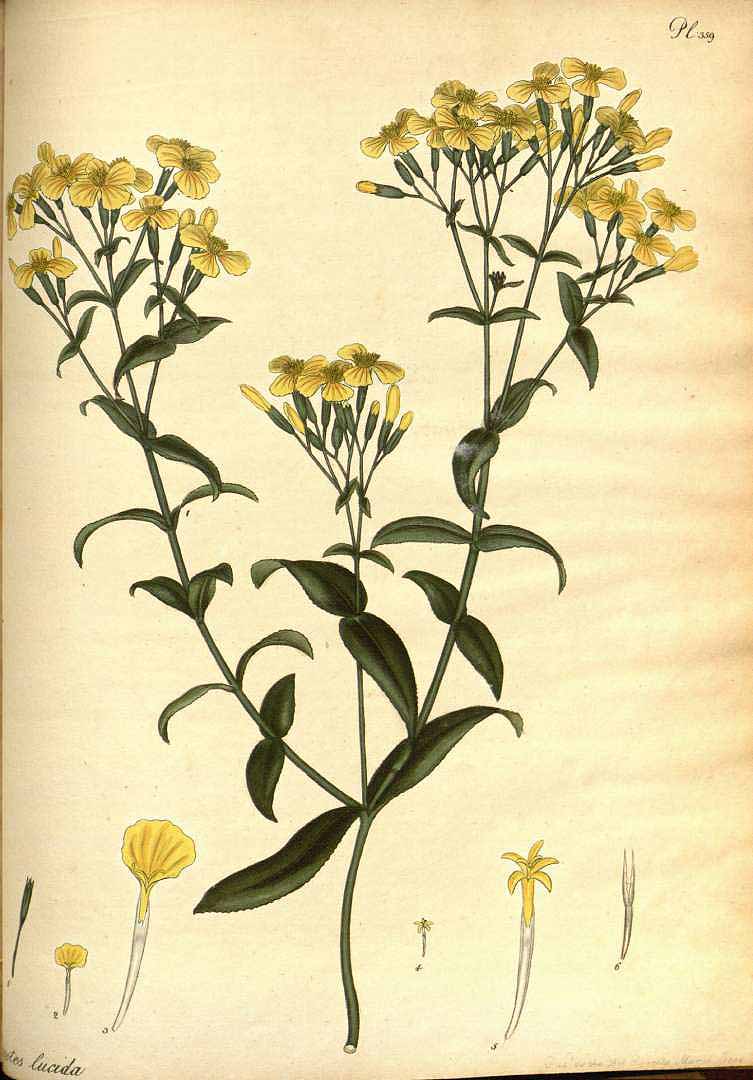 Illustration Tagetes lucida, Par Andrews, H.C., botanists repository (1797-1814) Bot. Repos. vol. 5 (1803) [tt. 289-360] t. 359, via plantillustrations 