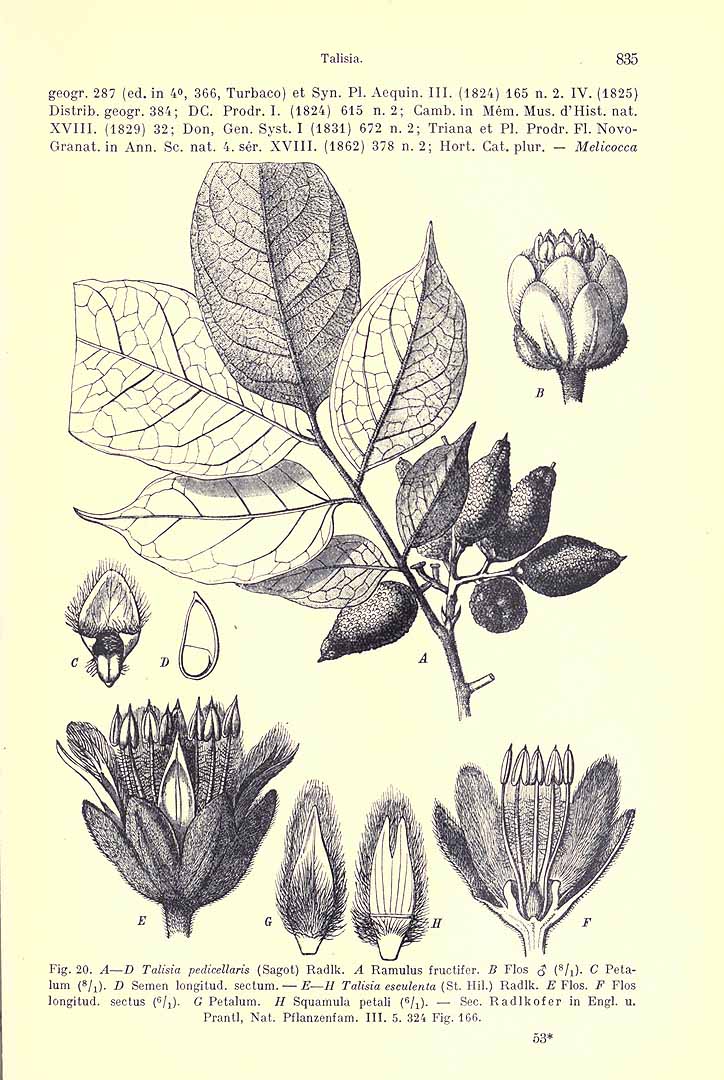 Illustration Talisia esculenta, Par Engler, H.G.A., Pflanzenreich (1900-1968) Pflanzenr. vol. 165 p. 835 f. 20 E-H , via plantillustrations 