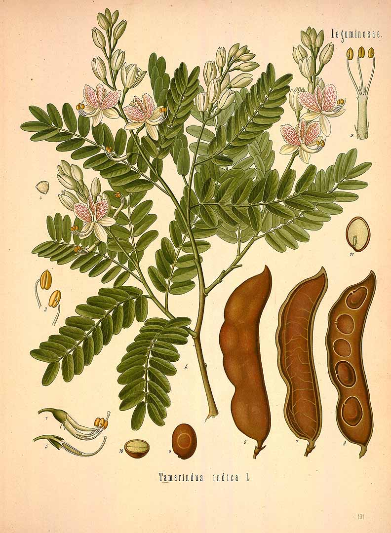 Illustration Tamarindus indica, Par Ko&#776;hler, F.E., Ko&#776;hlers Medizinal Pflanzen (1883-1914) Med.-Pfl. vol. 2 (1890) t. 131, via plantillustrations 