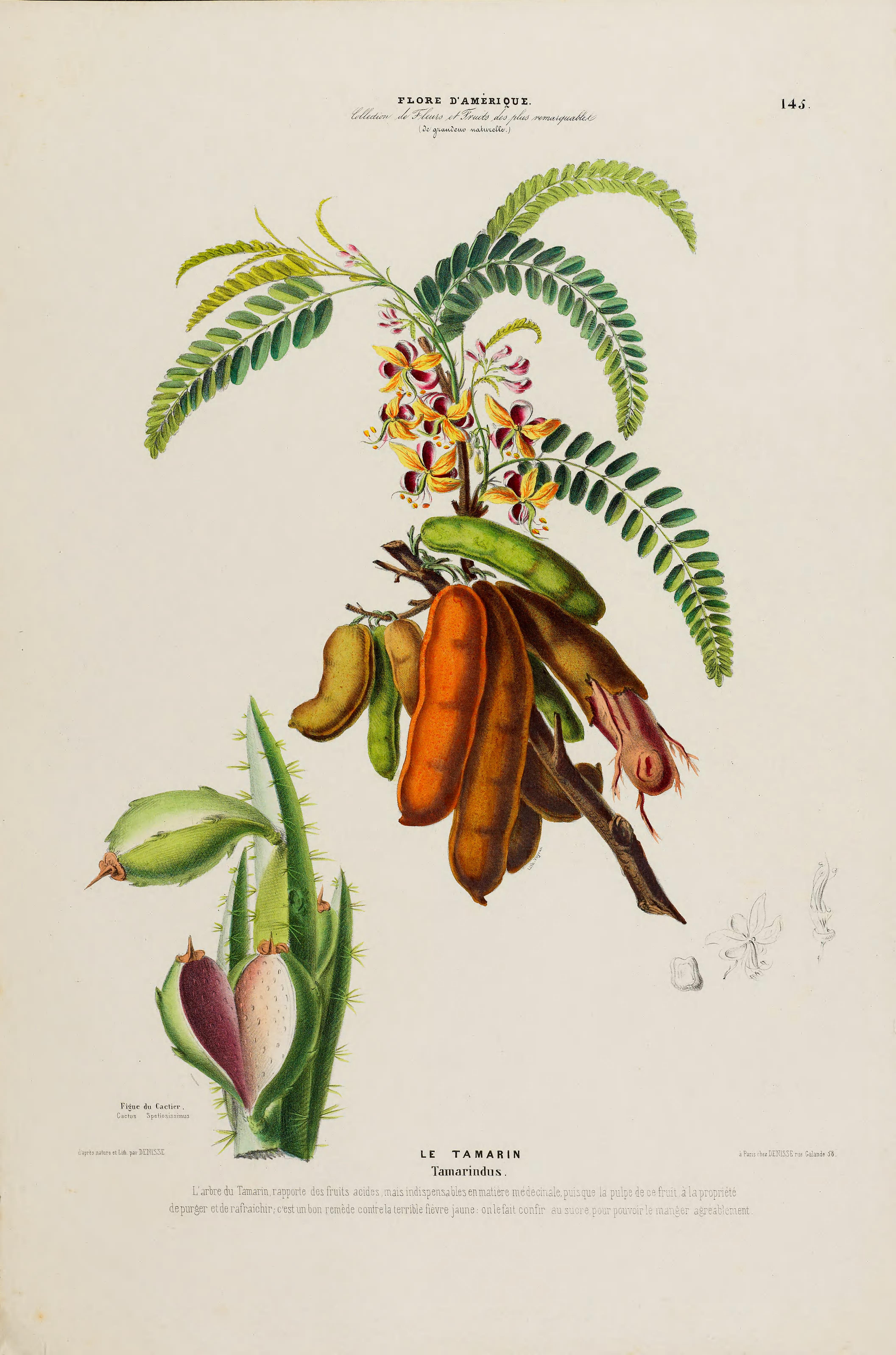 Illustration Tamarindus indica, Par Denisse, E., Flore dAmérique (1843-1846) Fl. Amérique t. 145	f. 2 , via plantillustrations 