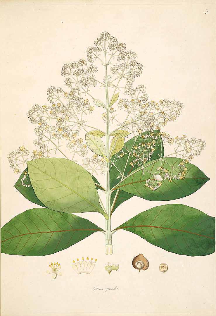 Illustration Tectona grandis, Par Roxburgh, W., Plants of the coast of Coromandel (1795-1819) Pl. Coromandel vol. 1 (1795) t. 6, via plantillustrations 