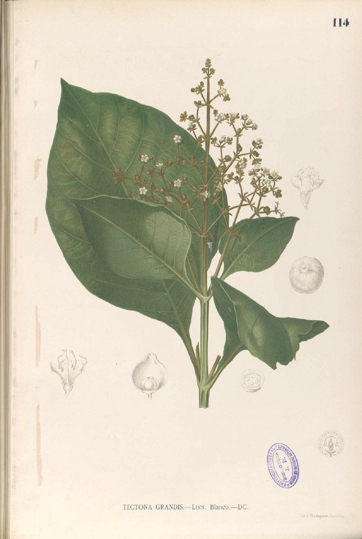 Illustration Tectona grandis, Par Blanco, M., Flora de Filipinas, ed. 3 (1877-1883) Fl. Filip., ed. 3 t. 114, via plantillustrations 