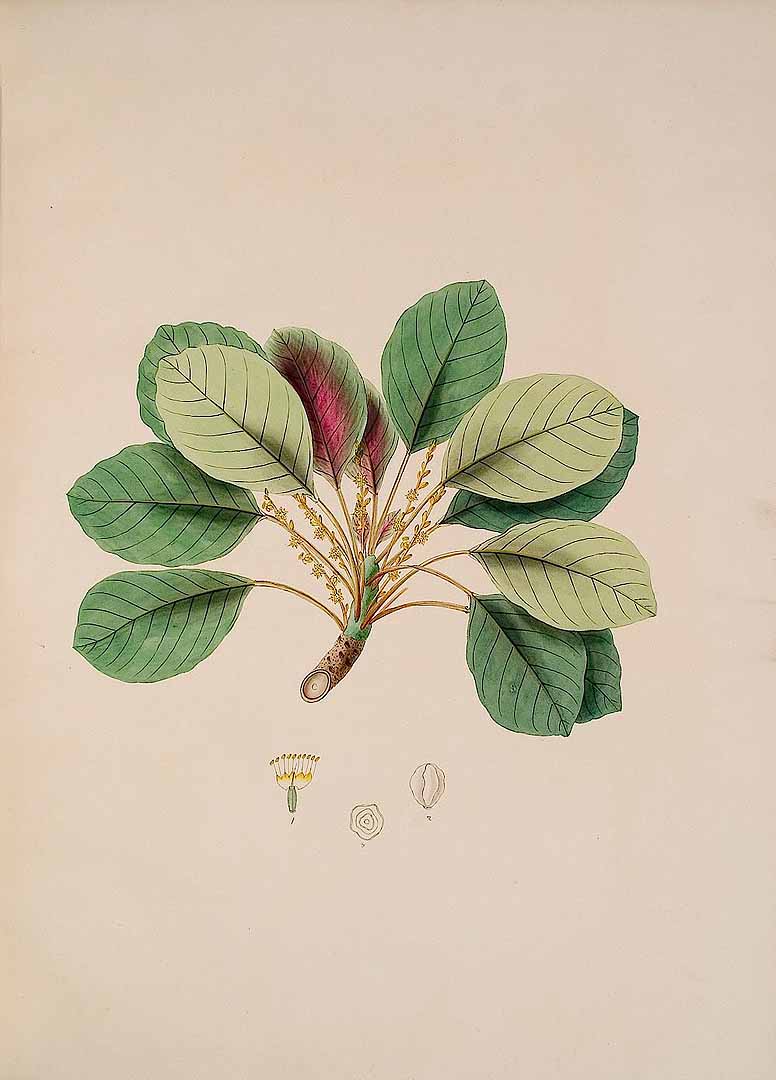 Illustration Terminalia bellirica, Par Kerner, J.S., Hortus sempervirens (1795-1830) Hort. Semperv. vol. 46 (1819) [tt. 541-552] t. 544, via plantillustrations 