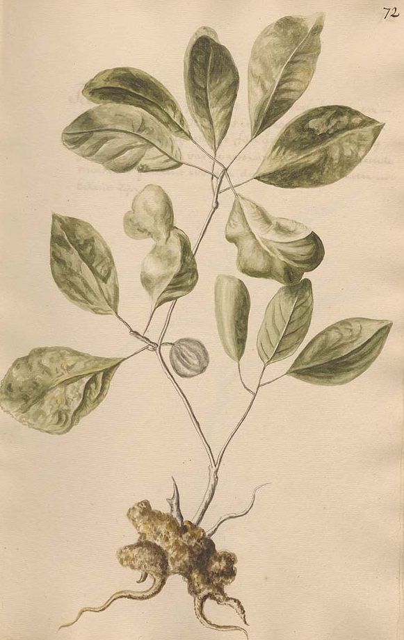 Illustration Terminalia bellirica, Par Anonymous, Plantarum Malabaricum icones (1694-1710) Pl. Malab. Icon. vol. 1 t. 72, via plantillustrations 