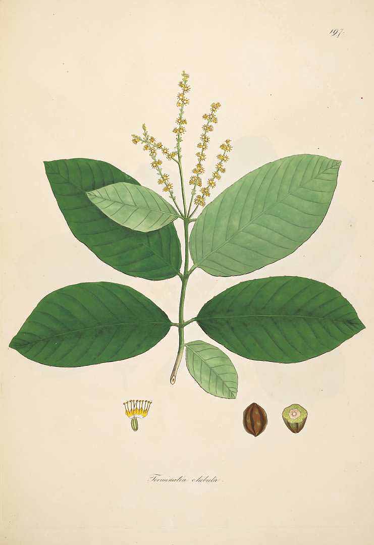 Illustration Terminalia chebula, Par Roxburgh, W., Plants of the coast of Coromandel (1795-1819) Pl. Coromandel vol. 2 (1798) t. 197, via plantillustrations 