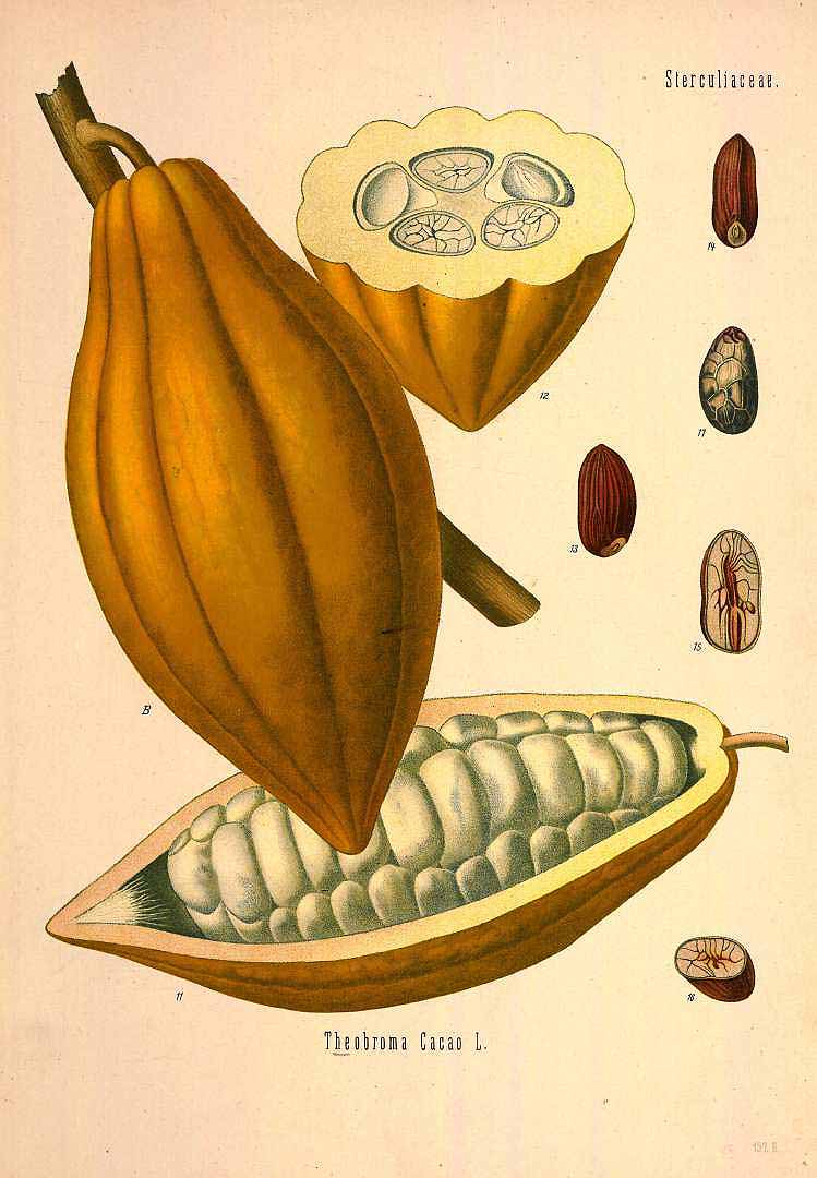 Illustration Theobroma cacao, Par Ko&#776;hler, F.E., Ko&#776;hlers Medizinal Pflanzen (1883-1914) Med.-Pfl. vol. 2 (1890) t. 1572 , via plantillustrations 