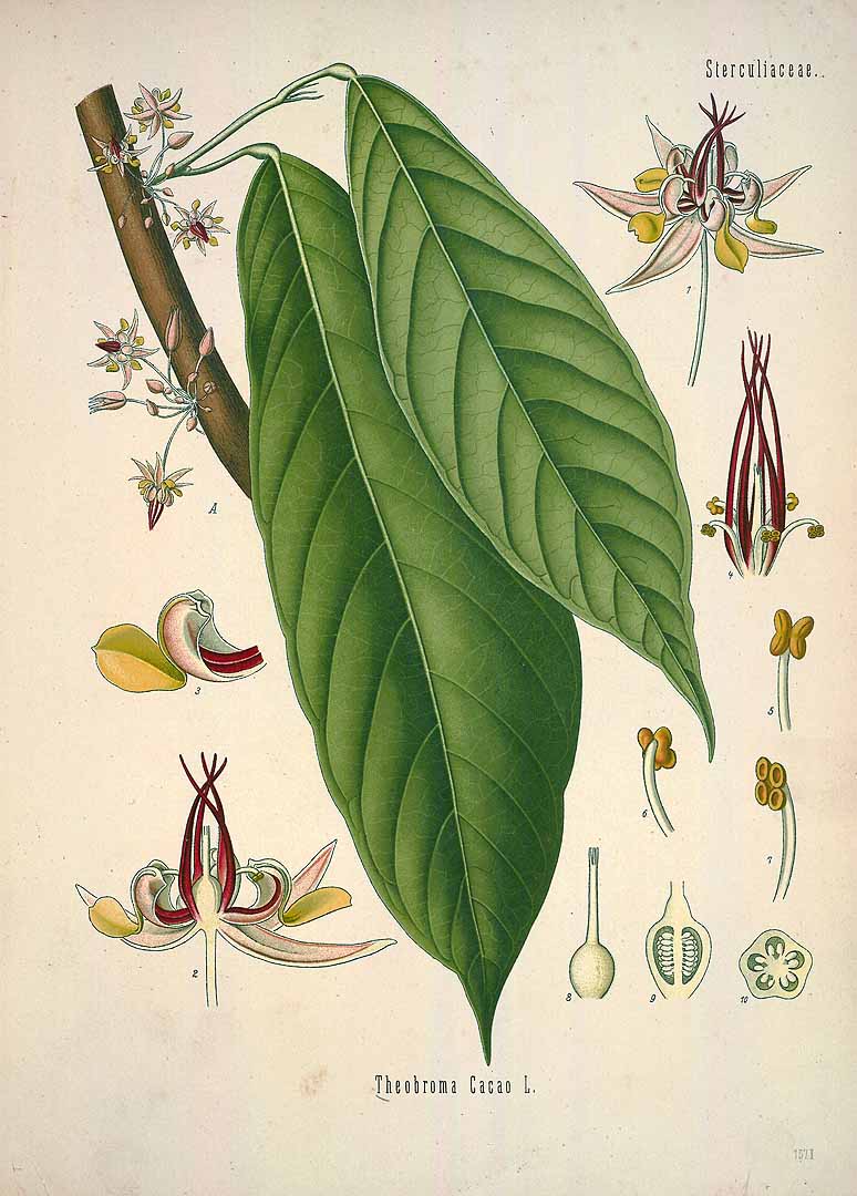 Illustration Theobroma cacao, Par Ko&#776;hler, F.E., Ko&#776;hlers Medizinal Pflanzen (1883-1914) Med.-Pfl. vol. 2 (1890) t. 1571 , via plantillustrations 