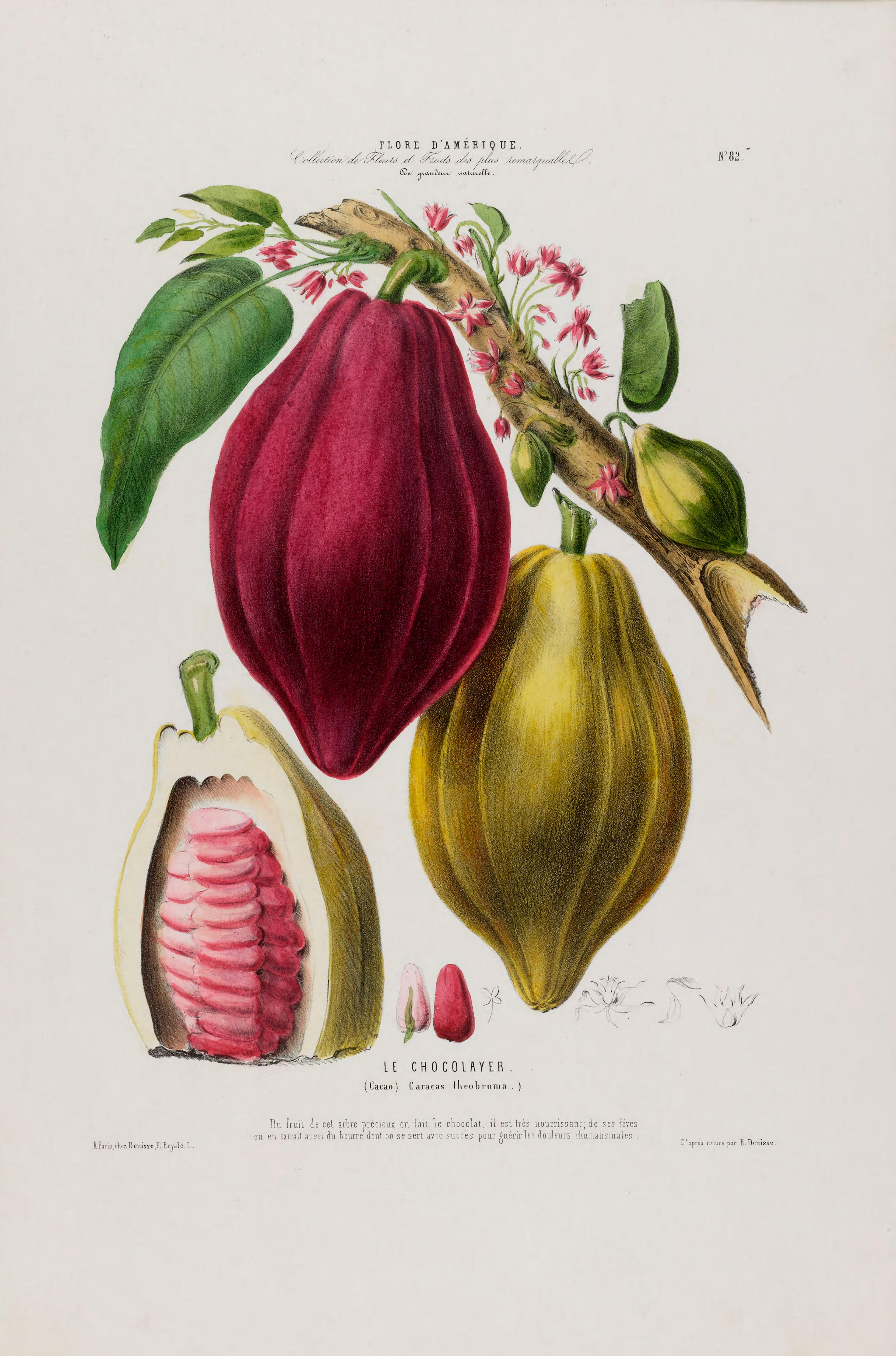 Illustration Theobroma cacao, Par Denisse, E., Flore dAmérique (1843-1846) Fl. Amérique t. 82, via plantillustrations 