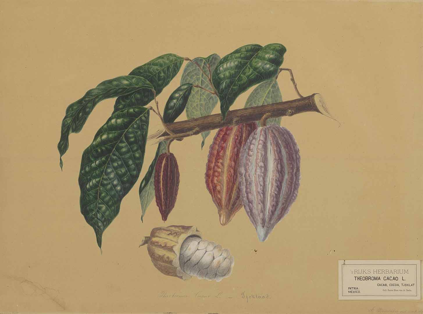 Illustration Theobroma cacao, Par Naturalis Biodiversity Centre / Wikimedia commons Naturalis, via plantillustrations 