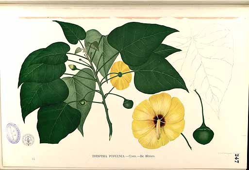 Illustration Thespesia populnea, Par Blanco, M., Flora de Filipinas, ed. 3 (1877-1883) Fl. Filip., ed. 3 t. 355, via plantillustrations 