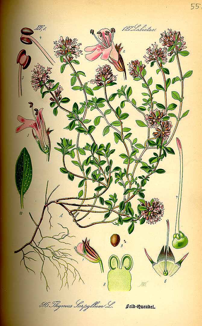 Illustration Thymus serpyllum, Par Thomé, O.W., Flora von Deutschland Österreich und der Schweiz (1886-1889) Fl. Deutschl. vol. 4 (1885) t. 516, via plantillustrations 