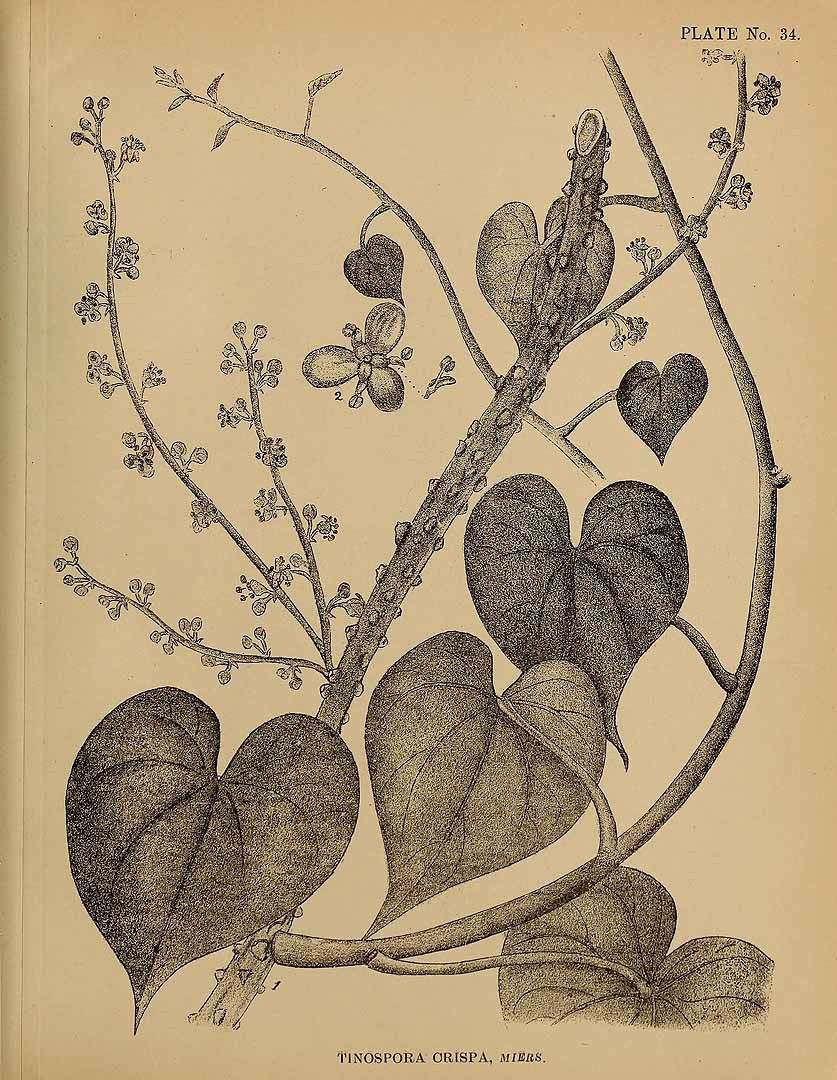 Illustration Tinospora crispa, Par Kirtikar, K.R., Basu, B.D., Indian medicinal plants, Plates (1918) Ind. Med. Pl., Plates vol. 1 (1918) t. 34, via plantillustrations 