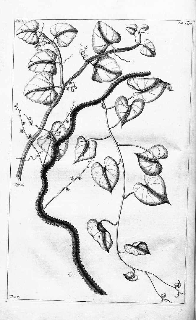 Illustration Tinospora crispa, Par Rumphius (Rumpf), G.E., Herbarium amboinense (1741-1750) Herb. Amboin. vol. 5 (1747) t. 44	p. 82 f. 1 , via plantillustrations 