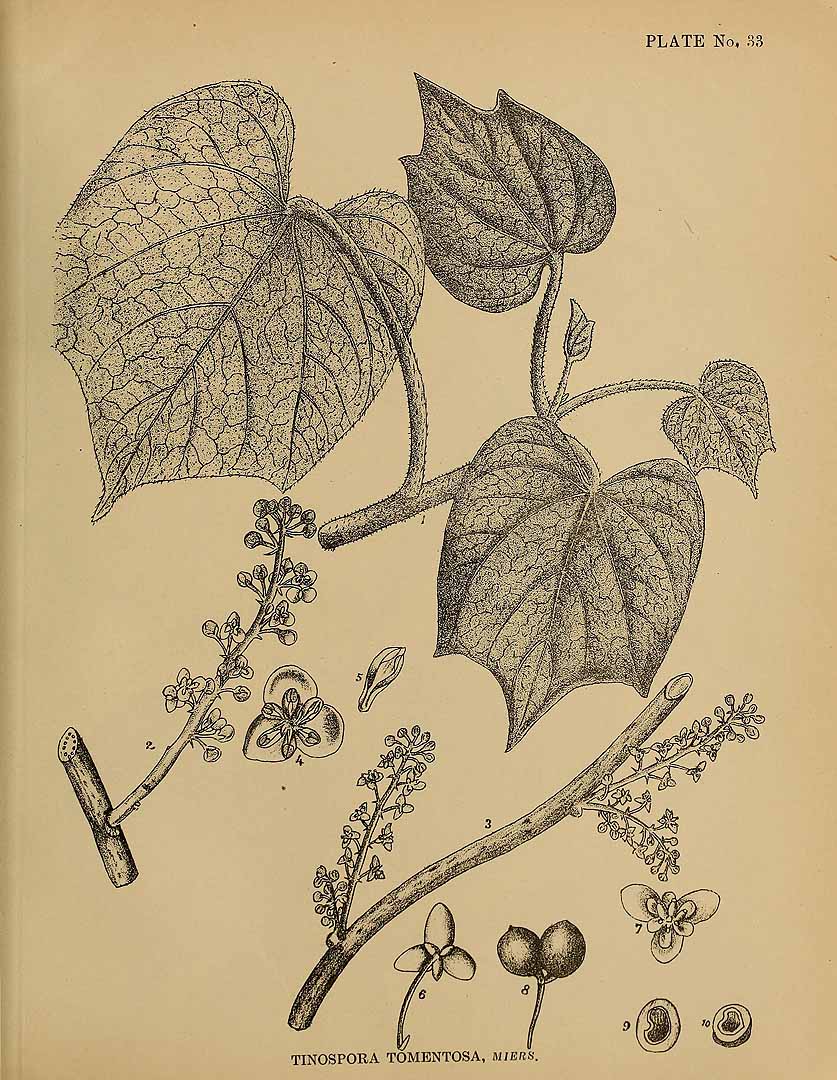 Illustration Tinospora sinensis, Par Kirtikar, K.R., Basu, B.D., Indian medicinal plants, Plates (1918) Ind. Med. Pl., Plates vol. 1 (1918) t. 33, via plantillustrations 