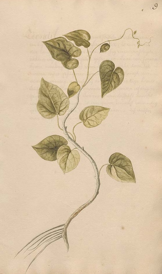 Illustration Tinospora sinensis, Par Anonymous, Plantarum Malabaricum icones (1694-1710) Pl. Malab. Icon. vol. 1 t. 9, via plantillustrations 