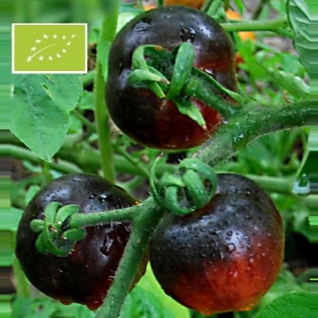 Illustration Solanum lycopersicum cv. 'Alki Blue Blood', Par inconnu, via engrainetoi 