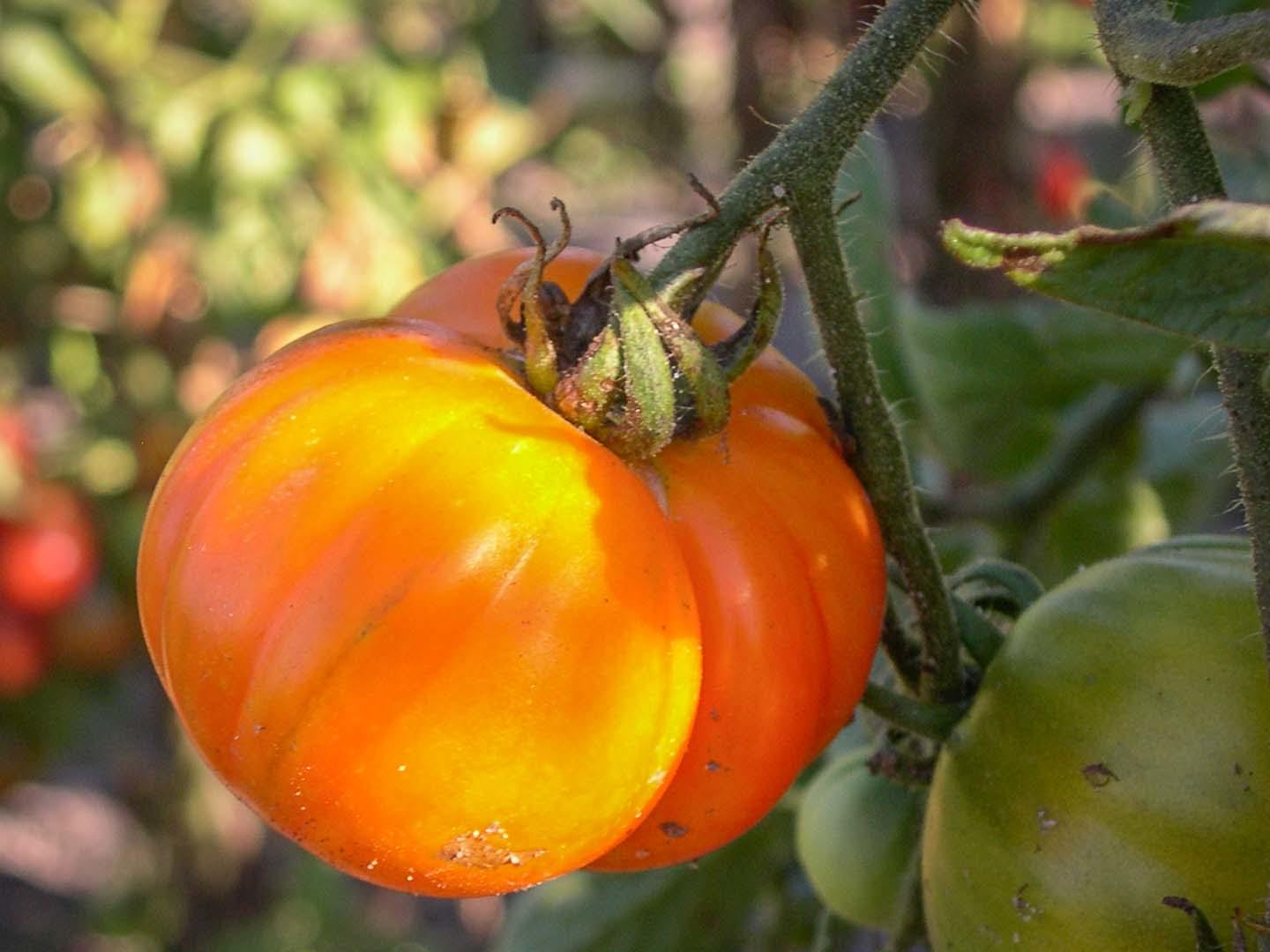 Illustration Solanum lycopersicum cv. 'Ananas Prune Jaune', Par inconnu, via tomatofifou 