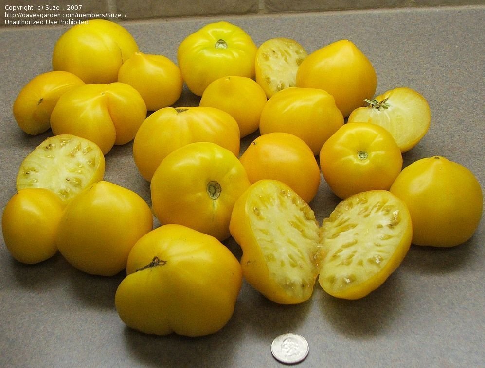 Illustration Solanum lycopersicum cv. 'Anna Banana Russian', Par Suze, via davesgarden 
