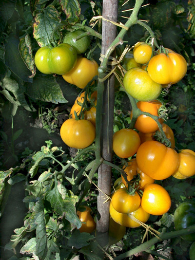 Illustration Solanum lycopersicum cv. 'Morden Yellow', Par inconnu, via ventmarin 