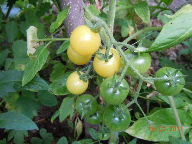 Illustration Solanum lycopersicum cv. 'Petite Pomme Blanche Op', Par Madeleine 78, via semeur 