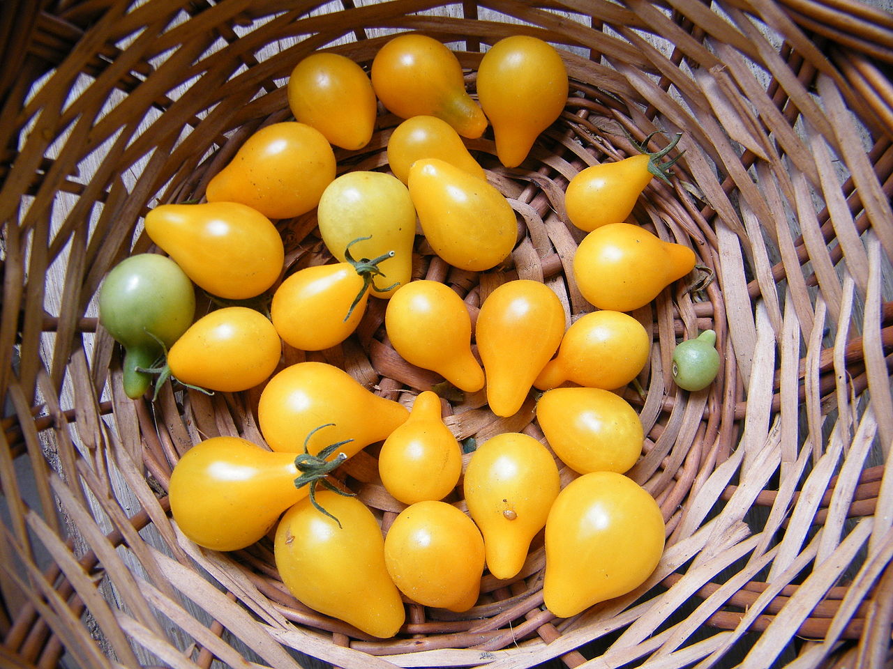Illustration Solanum lycopersicum cv. 'Poire Jaune', Par Sylwia Ufnalska, via wikimedia 
