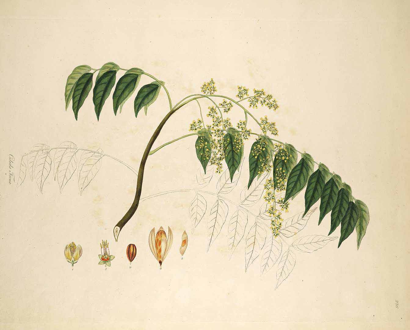 Illustration Toona ciliata, Par Roxburgh, W., Plants of the coast of Coromandel (1795-1819) Pl. Coromandel vol. 3 (1819) t. 238, via plantillustrations 