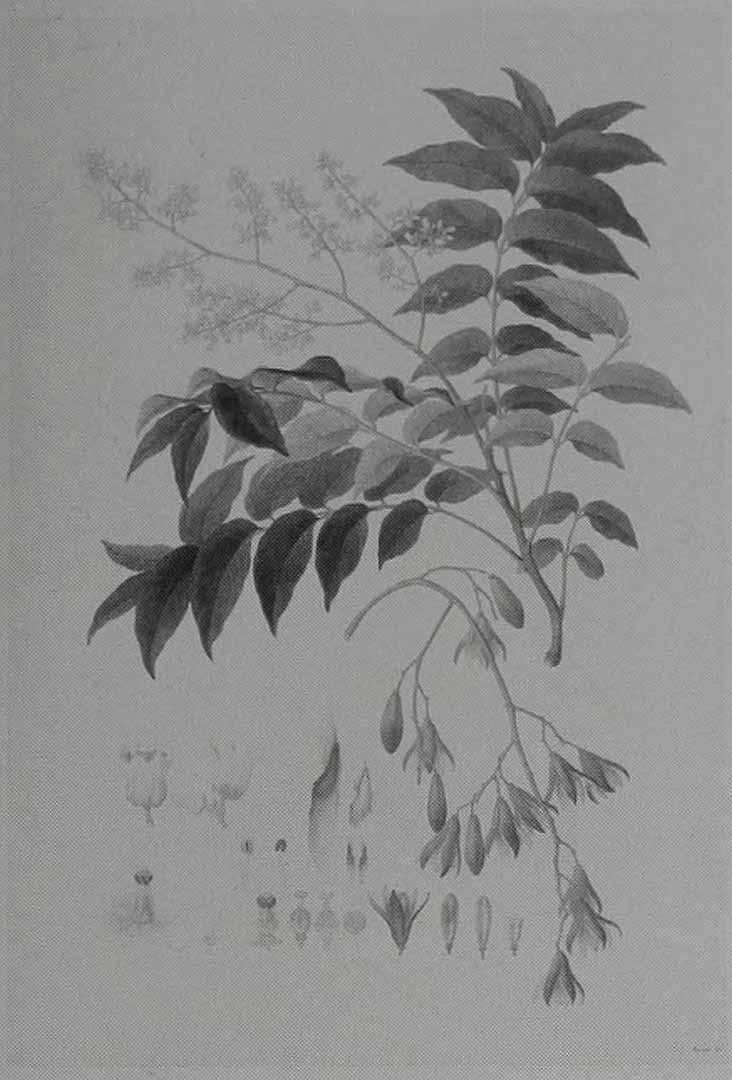 Illustration Toona ciliata, Par Bauer, Ferdinand, Australian botanical drawings Austral. Bot. Draw. t. 22	p. 101 , via plantillustrations 