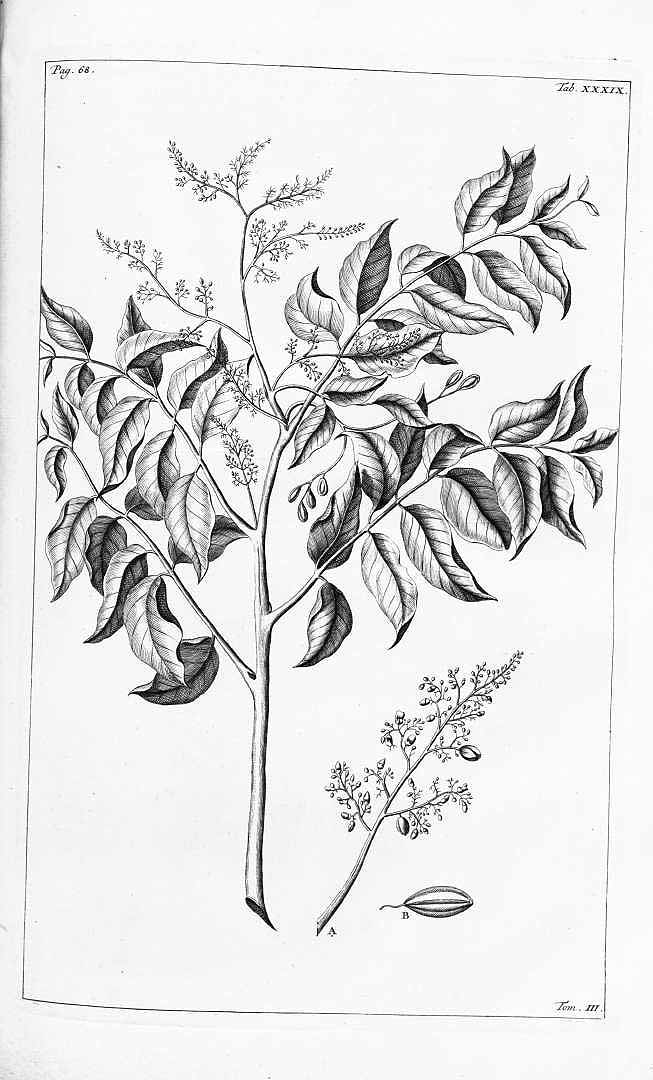 Illustration Toona sureni, Par Rumphius (Rumpf), G.E., Herbarium amboinense (1741-1750) Herb. Amboin. vol. 3 (1743) t. 39	p. 66 , via plantillustrations 