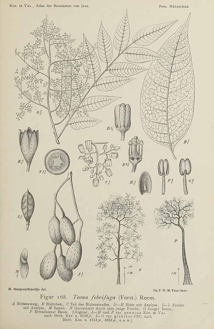 Illustration Toona sureni, Par Koorders, S.H., Valeton, T., Atlas der Baumarten von Java (1913-1918) Atlas Baumart. Java vol. 1 (1913) t. 168, via plantillustrations 
