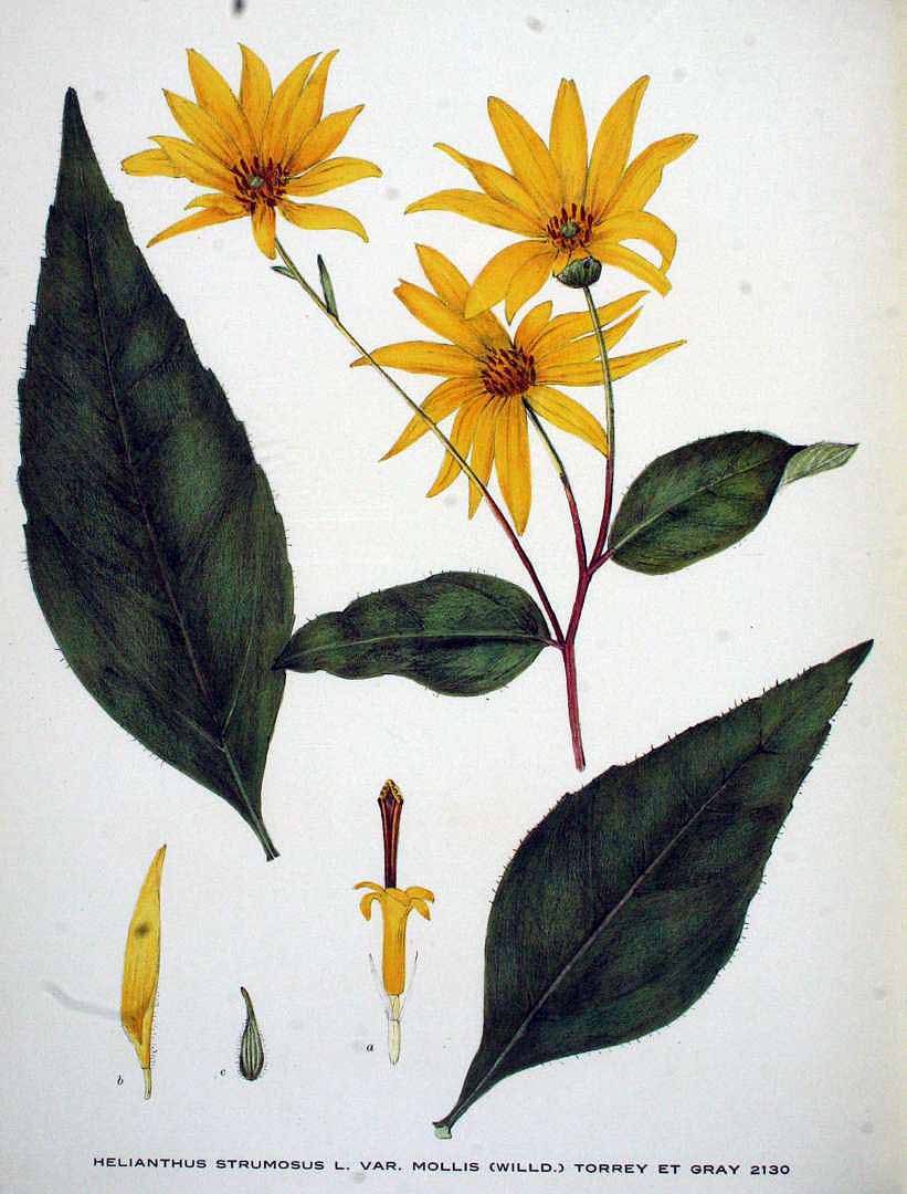 Illustration Helianthus tuberosus, Par Kops et al. J. (Flora Batava, vol. 27: t. 2130, 1930), via x 