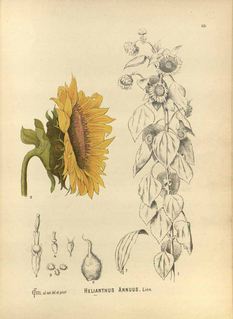 Illustration Helianthus annuus, Par Millspaugh C.F. (Medicinal plants, vol. 1: t. 83, 1892), via x 