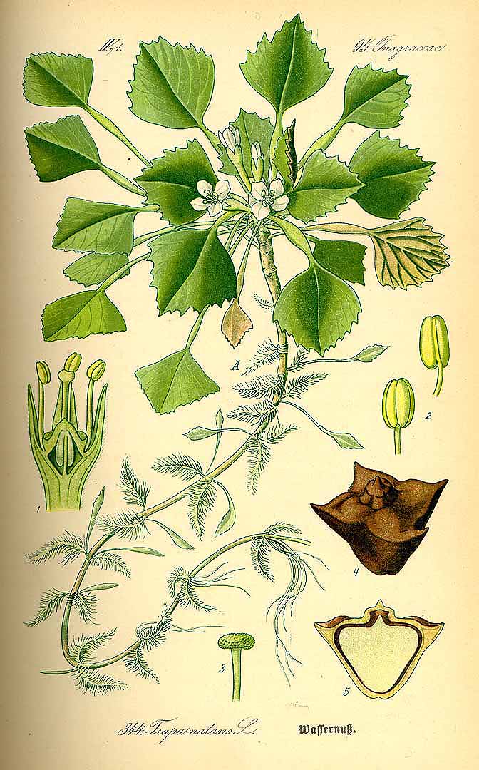 Illustration Trapa natans, Par Thomé, O.W., Flora von Deutschland Österreich und der Schweiz (1886-1889) Fl. Deutschl. vol. 3 (1885) t. 344, via plantillustrations 