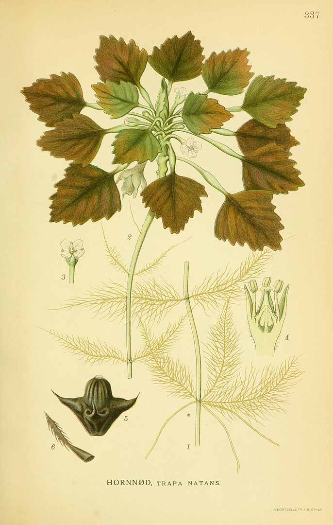 Illustration Trapa natans, Par Lindman, C.A.M., Bilder ur Nordens Flora Bilder Nordens Fl. vol. 2 (1922) t. 337, via plantillustrations 