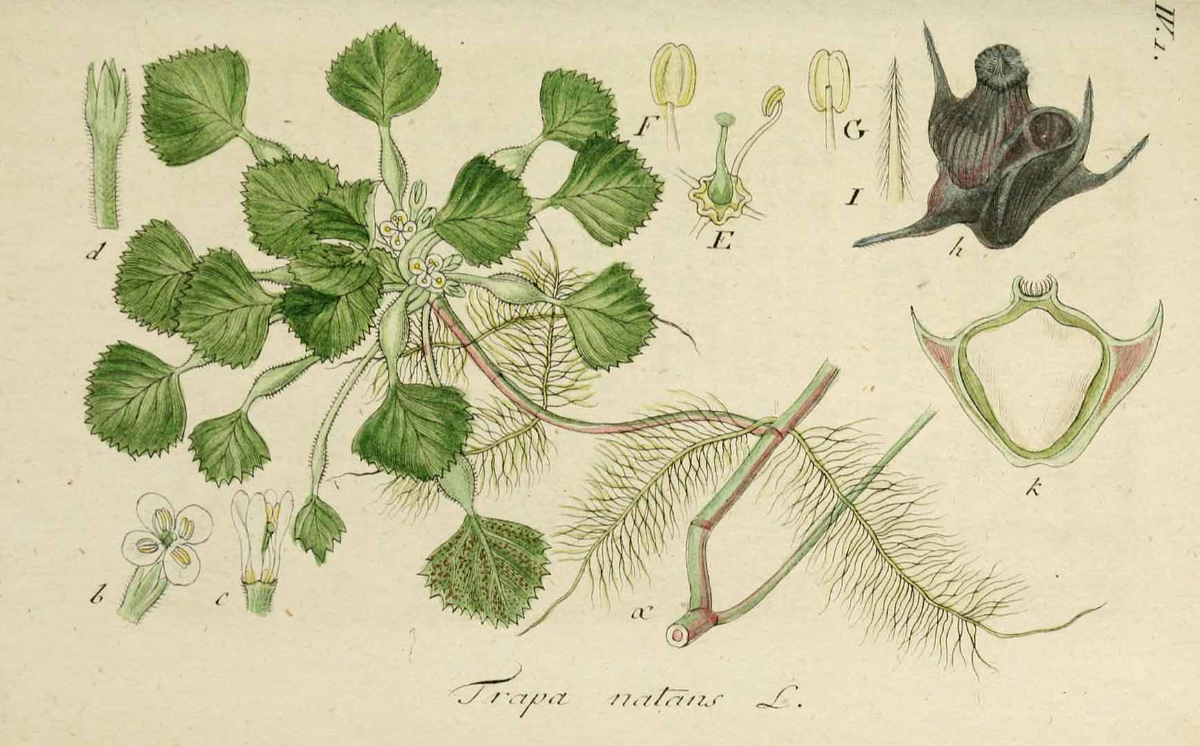 Illustration Trapa natans, Par Sturm, J., Sturm, J.W., Deutschlands flora (1798-1855) Deutschl. Fl. vol. 8 (1810) t. 18] , via plantillustrations 