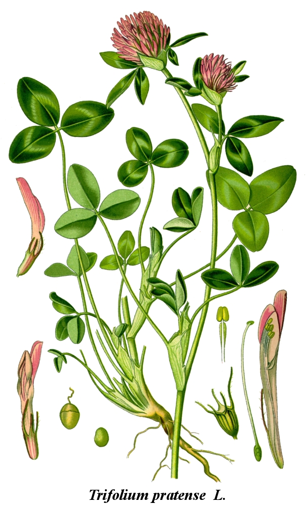 Illustration Trifolium pratense, Par Par, via lepotager-demesreves 