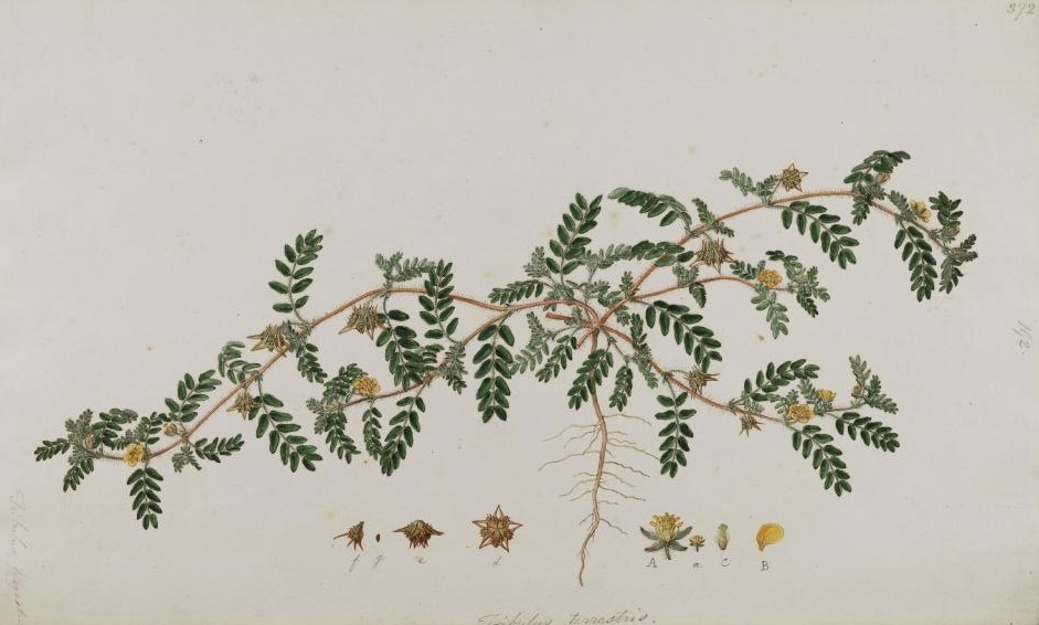 Illustration Tribulus terrestris, Par Sibthrop, J., Smith, J.E., Flora Graeca (drawings) (1845-1847) Fl. Graec. (drawings) vol. 4 t. 72, via plantillustrations 