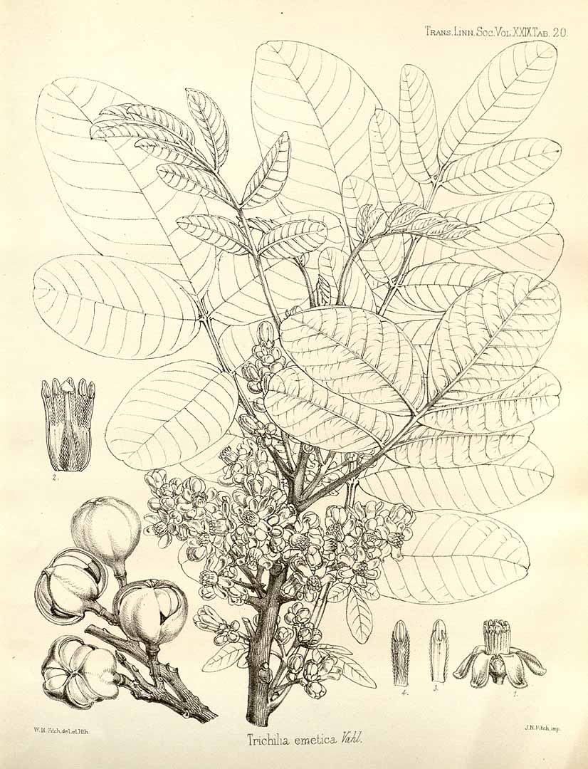Illustration Trichilia emetica, Par Transactions of the Linnean Society of London (1791-1875) Trans. Linn. Soc. London vol. 29 (1875) t. 20, via plantillustrations 