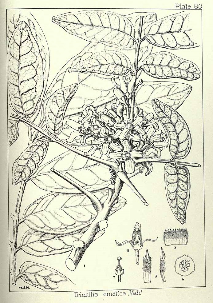 Illustration Trichilia emetica, Par Wood, J.M., Evans, M.S., Natal plants (1899-1912) Natal Pl. vol. 1 (1898) t. 80, via plantillustrations 